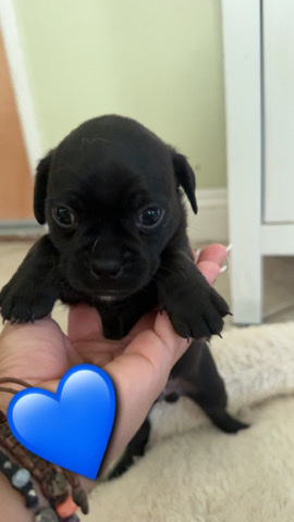 Pug – Male Chug/Pughuahua