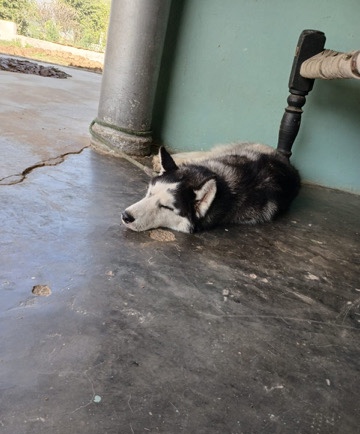 Siberian Husky – sale