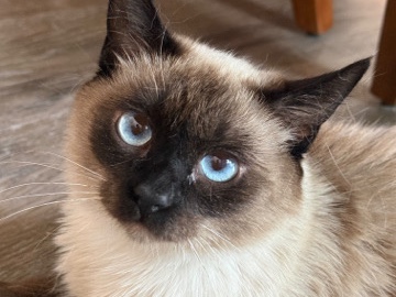 Siamese – Meet Kira 🐾❤️ – Idaho Falls