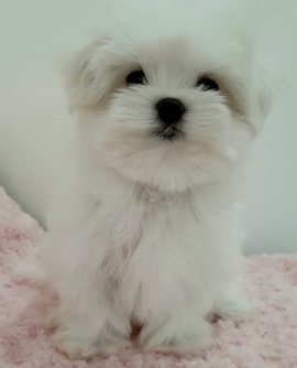 Maltese – Professional maltese