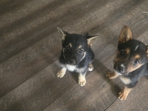 German Shepherd – bat girl – Blue Mound