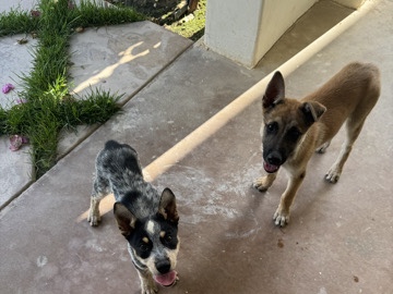 Belgian Shepherd Dog (Malinois) – Texas Heeler @ Malinois – Cedar City