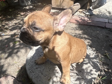 French Bulldog – Friendly French Bulldog Available for Rehoming in Los Angeles – Los Angeles