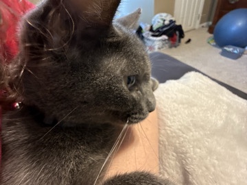 Russian Blue – name is Bruce, playful. – Clay