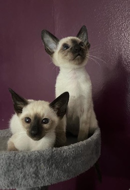 Siamese – Siamese kittens seal point /blue point