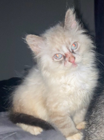 Domestic Siberian, Looking for a new home