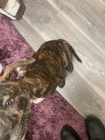 American Pit Bull Terrier – 6 month old pit