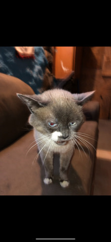 Siamese – ginger