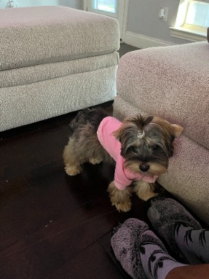 Yorkshire Terrier – Sweet Puppy for Sale- Vaccinated & Healthy – Little Elm