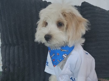 Maltipoo β π Adorable Halloween Maltipoo Puppies β Vet Checked, Potty Training Started (Riverside / Canyon Lake β Canyon Lake