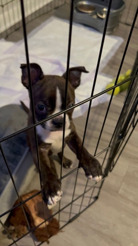 Boston Terrier – Puppy Rehome