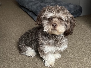 Shih Poo – Cute Shih-poo Dog for sell – Rochester