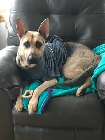 German Shepherd – German Shepherd