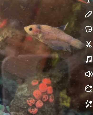 Betta – 2 Female Bettas