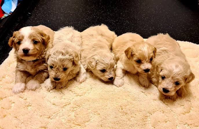 Maltese – Maltese puppies for available