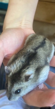 Russian dwarf hamster