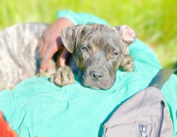 Cane Corso – Cane Corso Mix Terrier “Tiger”