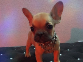 French Bulldog - frenchie pup available for adoption in Las Vegas