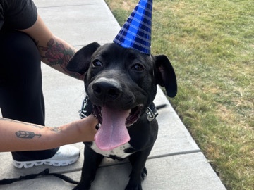 American Pit Bull Terrier – Friendly American Pit Bull for rehoming in Dallas – Dallas