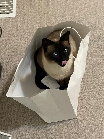 Siamese – 2 Siamese cat male and female