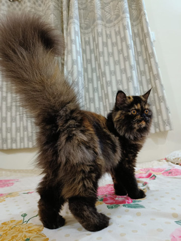 Persian (Modern) – doll face Pershian Cat