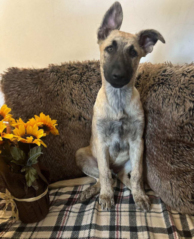 German Shepherd – German Shepherd 3m Puppy