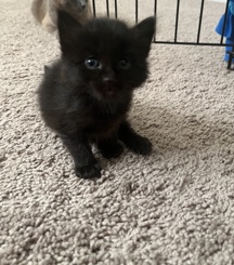 pretty kittens