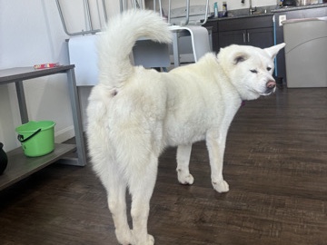 Akita – Bonnie – Escondido