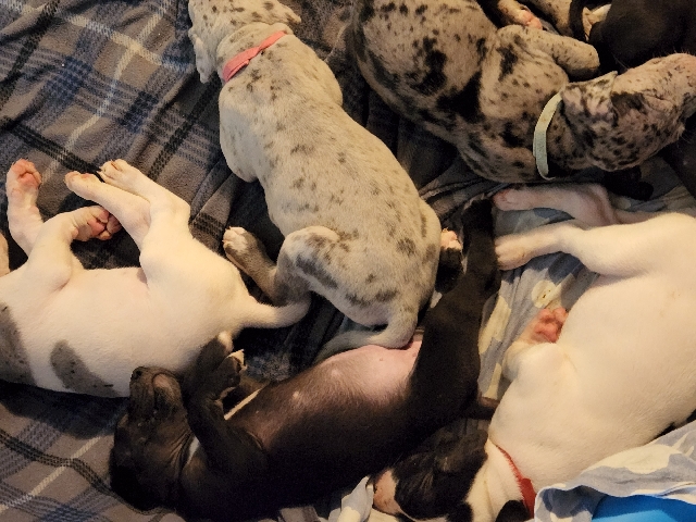 Great Dane – Great Dane Puppies