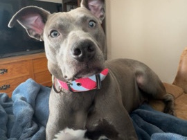 American Pit Bull Terrier – ‼️URGENT‼️Rehoming for Valentine – Bangor