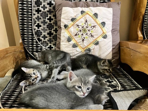 Persian (Traditional) - Persian indie kittens available for adoption in Patna