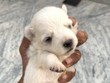 Pomeranian - pamirian available for adoption in Ludhiana