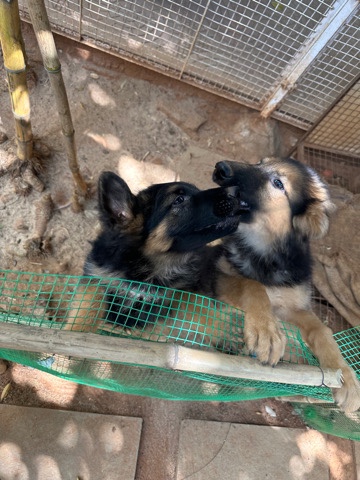 GSD puppy pair for auction.