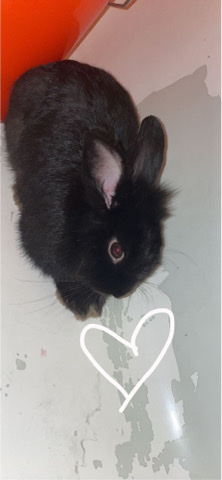 Rex – rabbit