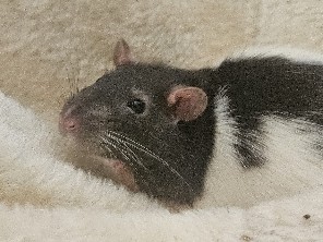 Rat – Rat rehoming – Columbus