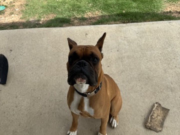 Boxer – Need to rehome my dog – Calera