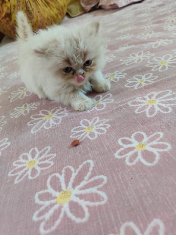 Persian (Traditional) – Persian cat baby's
