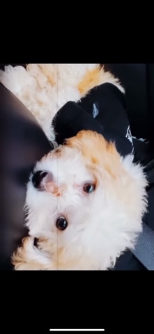 Poodle – Bichon x Toy Poodle For Sale