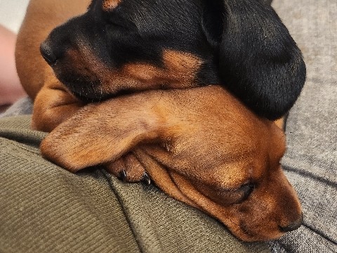 Dachshund – Standard Dachshund Puppies – Banning