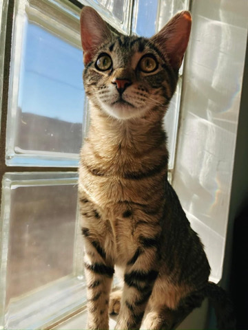 Russian White, Black and Tabby – Mackeral Tabby Kitten