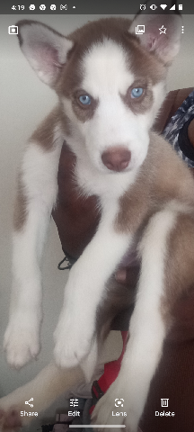 Serbian Hound – Siberian husky