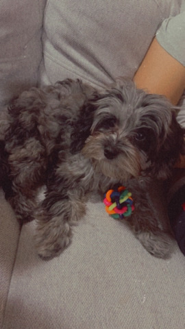 Poodle – Cavapoo needs a home