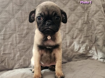 Pug – pugg en venta – Chula Vista