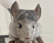 Chinchilla – Young Chinchilla for Sale – 1 Year Old in Clarksville – Clarksville