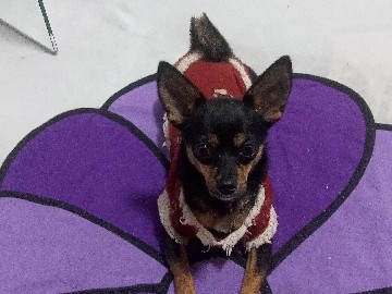 linda cachorra de raça