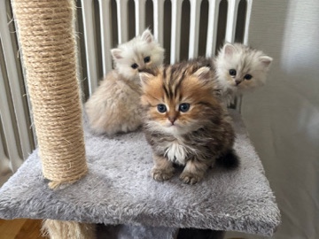 British Longhair – 🐾 Brittiska kattungar till salu 🐾 – Malmö