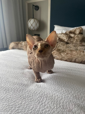 Sphynx – Sphynx Kitten