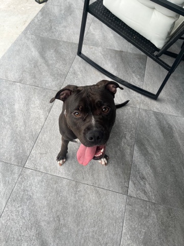 American Staffordshire Terrier – Rose