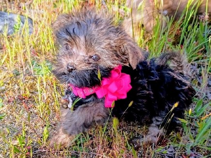 Yorkshire Terrier – Teacup Chorkie Puppy – Roy