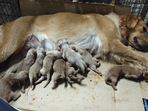 Golden Retriever – RICH DARK GOLDEN PUPPIES – Ramanathapuram